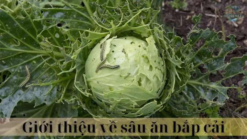 Sâu ăn bắp cải 02