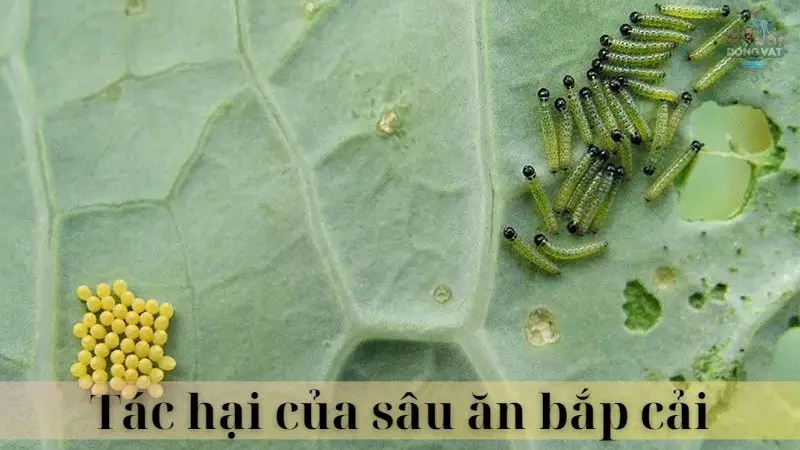 Sâu ăn bắp cải 03