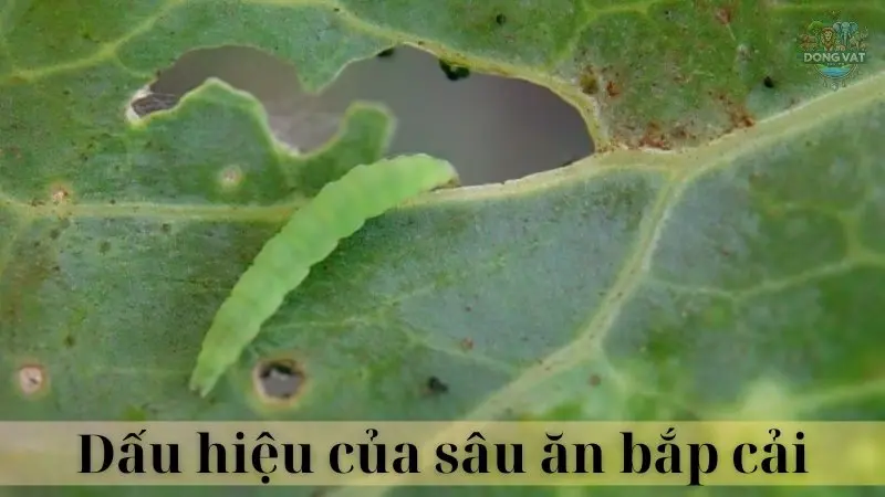 Sâu ăn bắp cải 04