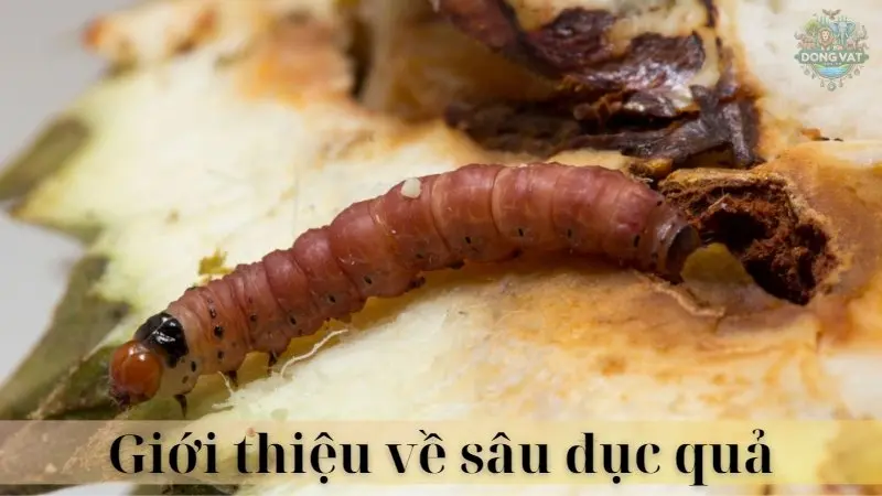 Sâu đục quả 02