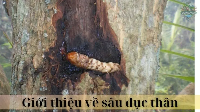 Sâu đục thân 02