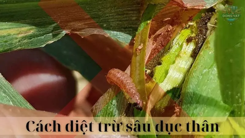 Sâu đục thân 05