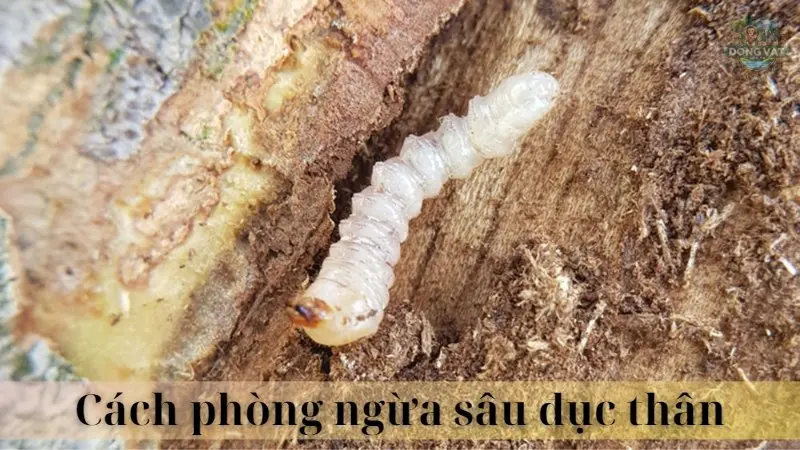 Sâu đục thân 06