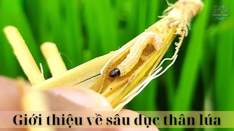 Sâu đục thân lúa 02