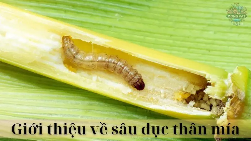 Sâu đục thân mía 02