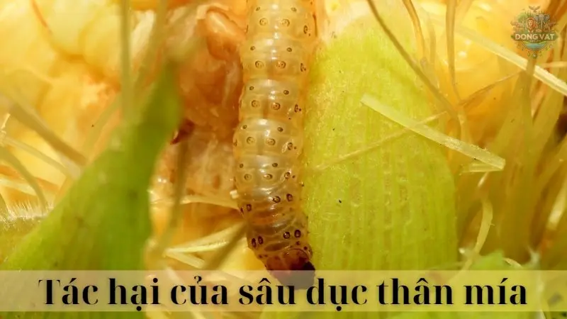 Sâu đục thân mía 04