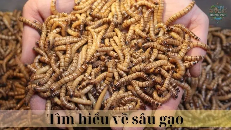 Sâu gạo 02