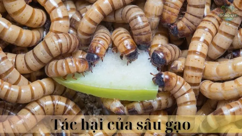 Sâu gạo 03