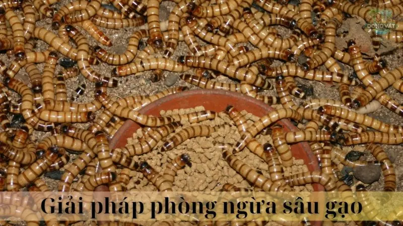 Sâu gạo 06