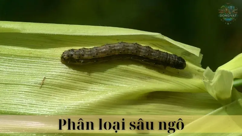 Sâu ngô 03