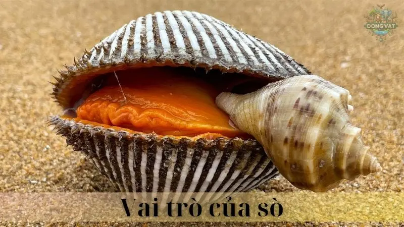 Sò 04