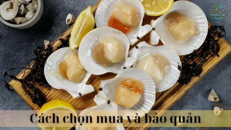 Sò điệp 06