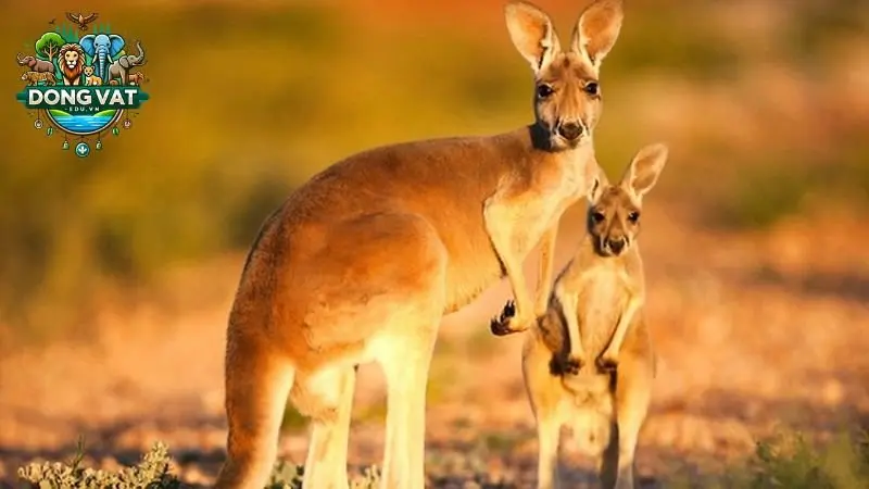 Chuột Kangaroo - Những điều thú vị bạn chưa biết về loài chuột này