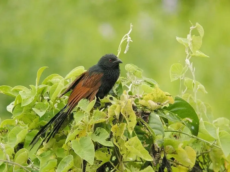 Chim bìm bịp 16