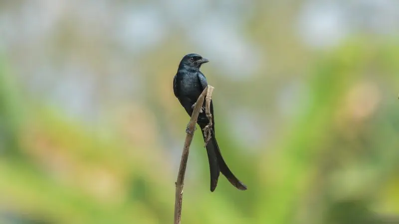 Chim chèo bẻo 20