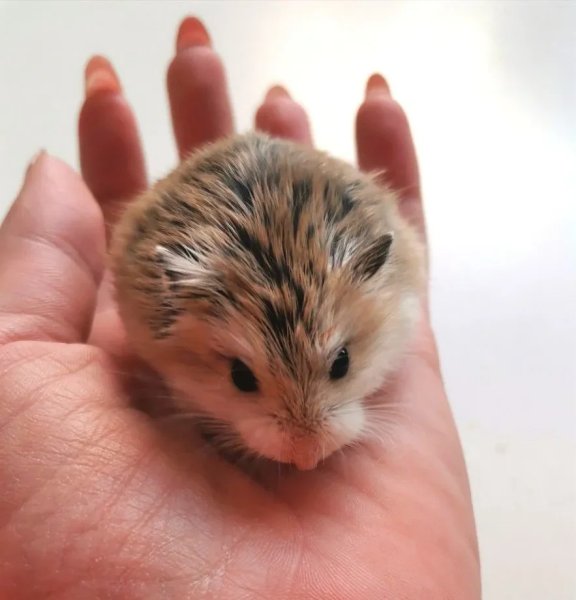 Chuột Hamster đuôi mập 4