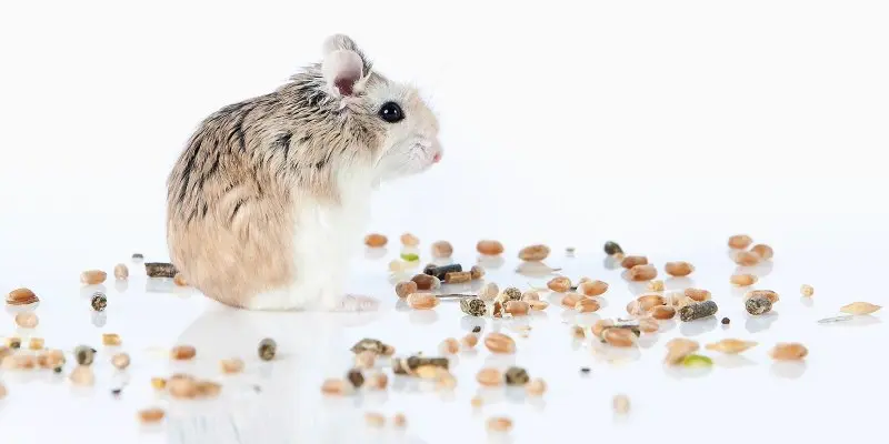 Chuột Hamster đuôi mập 3