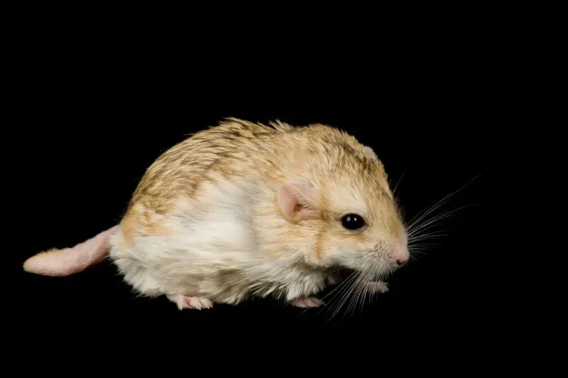 Chuột Hamster đuôi mập 6