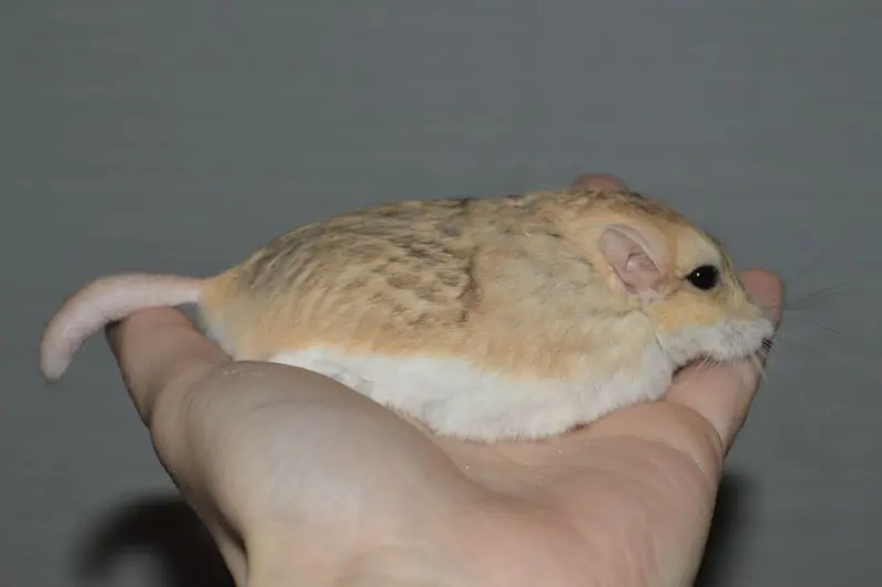 Chuột Hamster đuôi mập 7