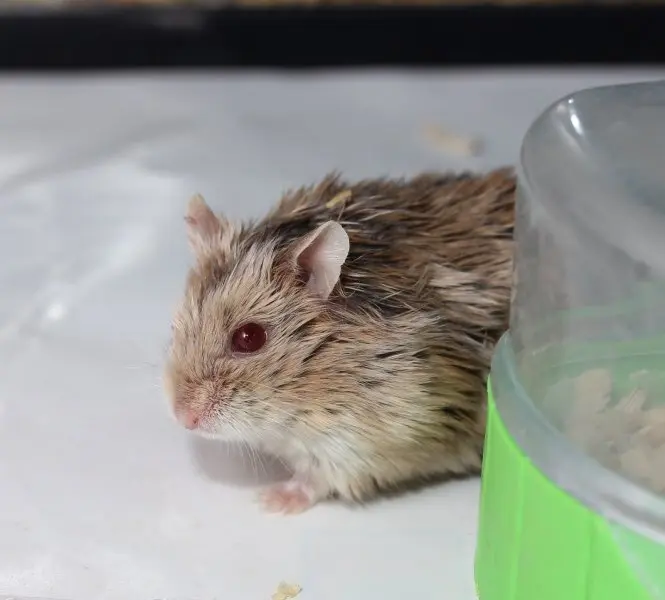 Chuột Hamster đuôi mập 8