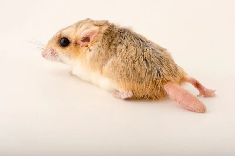 Chuột Hamster đuôi mập 9