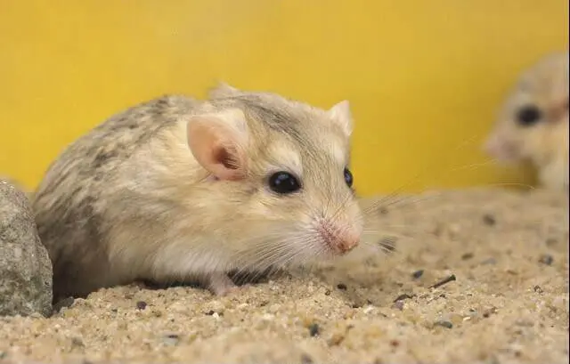 Chuột Hamster đuôi mập 10