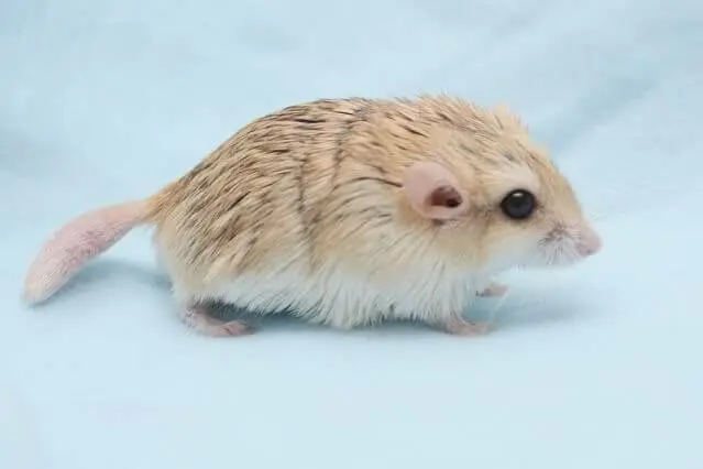 Chuột Hamster đuôi mập 12