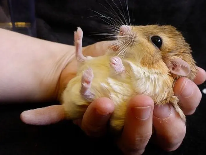 Chuột Hamster đuôi mập 14