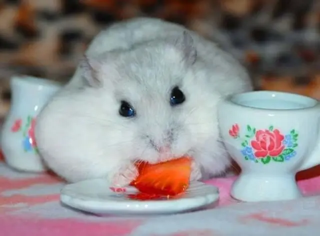 Chuột Hamster đuôi mập 15