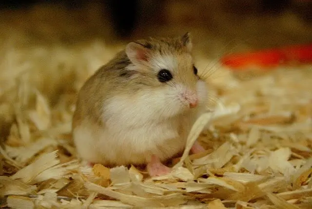 Chuột Hamster đuôi mập 16