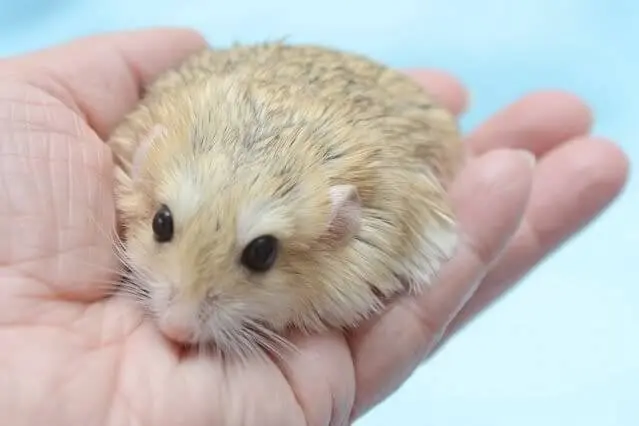 Chuột Hamster đuôi mập 17