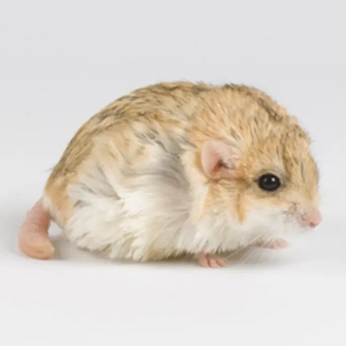 Chuột Hamster đuôi mập 18