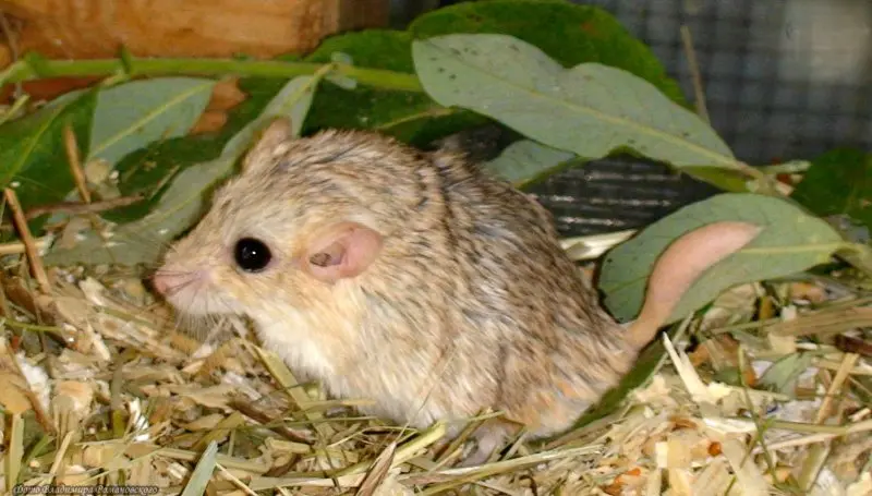 Chuột Hamster đuôi mập 19