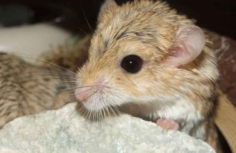 Chuột Hamster đuôi mập 20