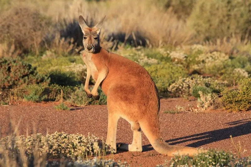 Chuột kangaroo 5