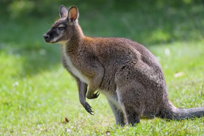 Chuột kangaroo 7