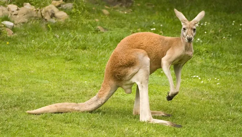 Chuột kangaroo 13