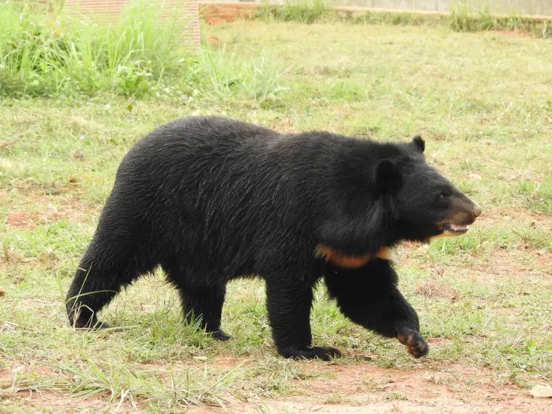 Gấu Ngựa 20