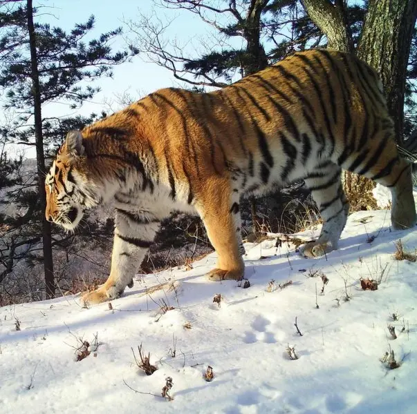 Hổ Siberia (Hổ Amur) 1