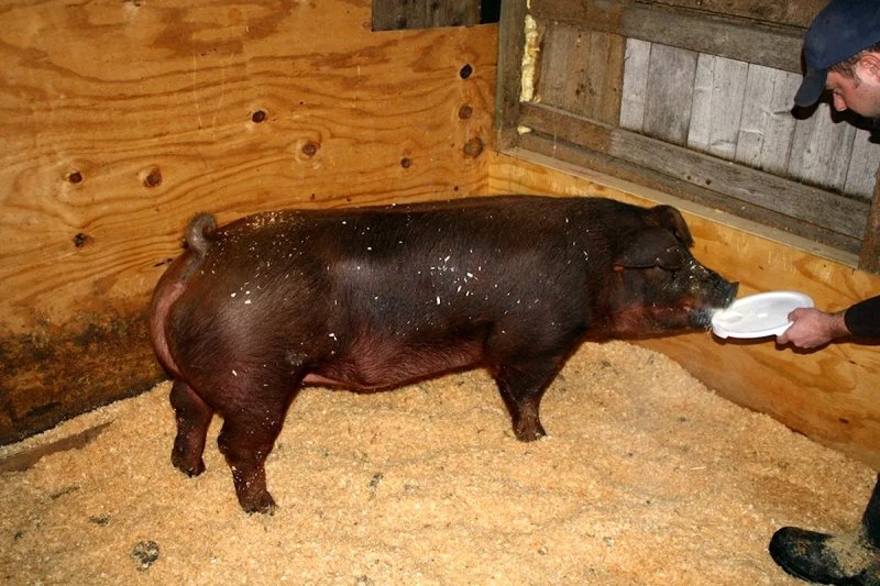 Lợn Duroc 1