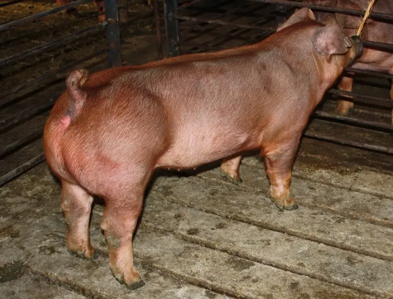 Lợn Duroc 7