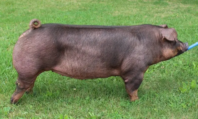 Lợn Duroc 11