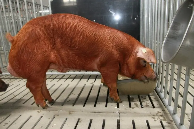 Lợn Duroc 13