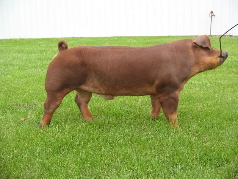 Lợn Duroc 16