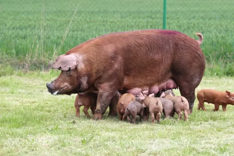 Lợn Duroc 17