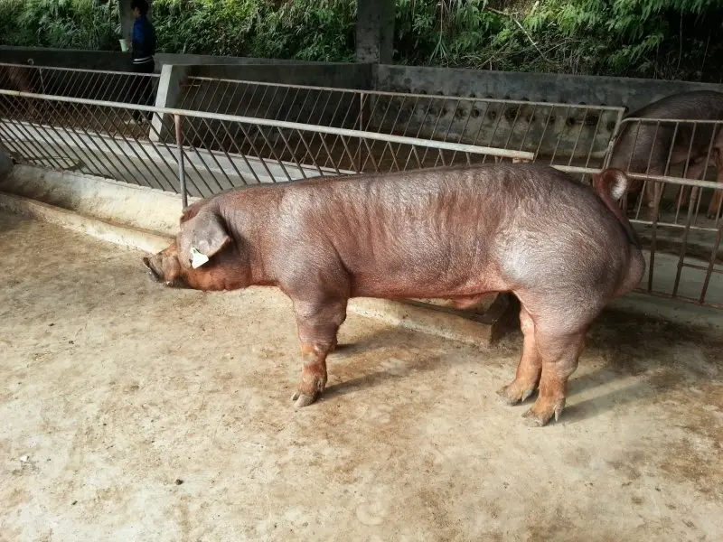 Lợn Duroc 18