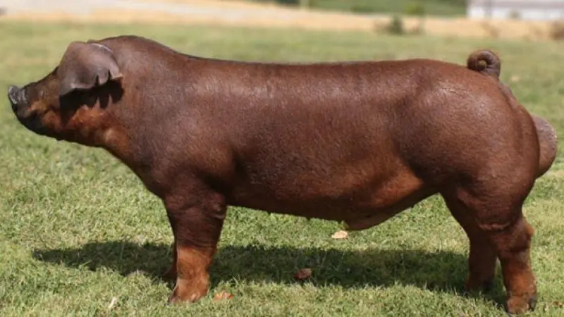 Lợn Duroc 19