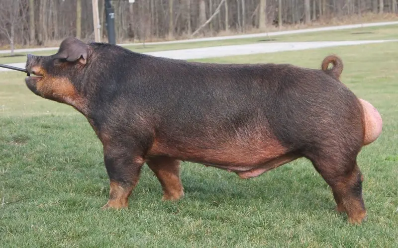 Lợn Duroc 21