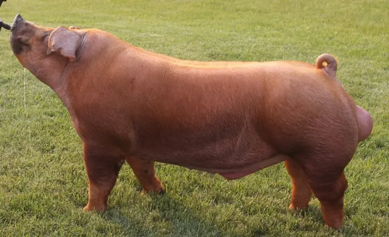 Lợn Duroc 22