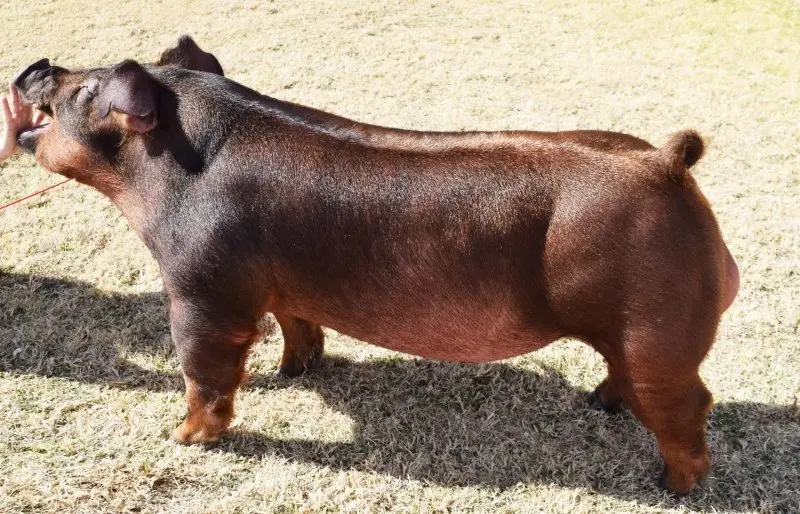 Lợn Duroc 25